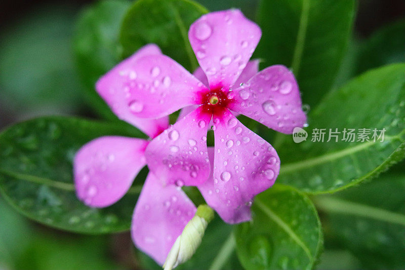 粉红色开花萨达巴哈/马达加斯加长春花植物(Catharanthus roseus)生长在凸起的，花园床，水滴，聚焦前景的全帧图像